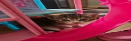 Mixed Breed cats for sale: Kittens  are looking for homes  in Edinburgh - Advert 11