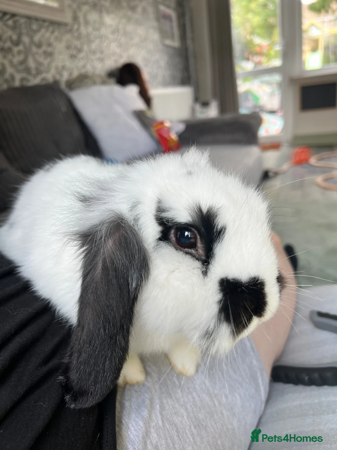 Mini Lop rabbits for sale: Beautiful Male rabbit - Advert 2