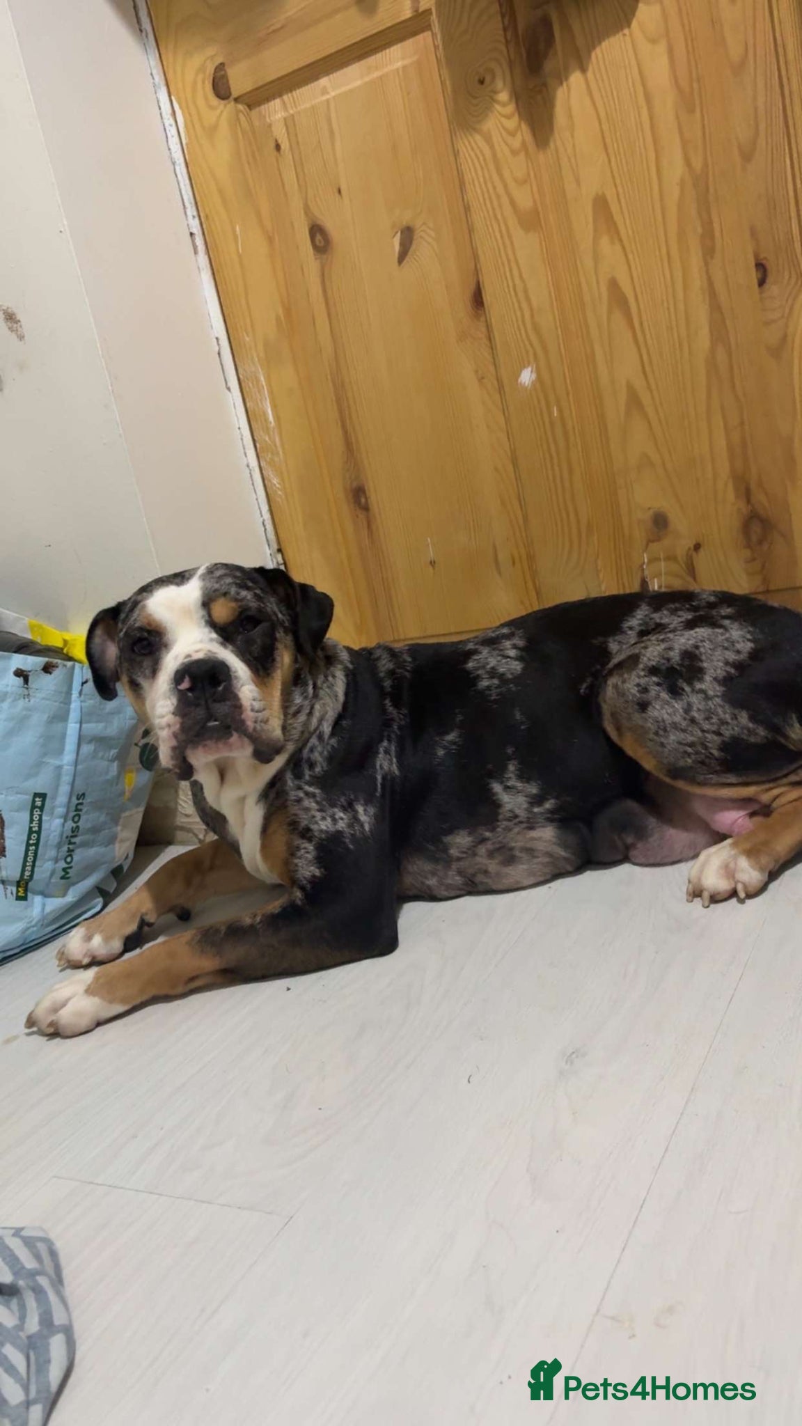 Mixed Breed dogs Alapaha blue blood bulldog x shepsky pups  - Advert 1