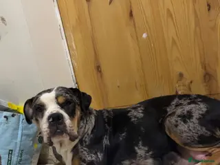 Mixed Breed dogs Alapaha blue blood bulldog x shepsky pups - Advert 3