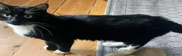 Domestic Shorthair cats for adoption: Ronnie, gentle 2 year old male - Advert 4