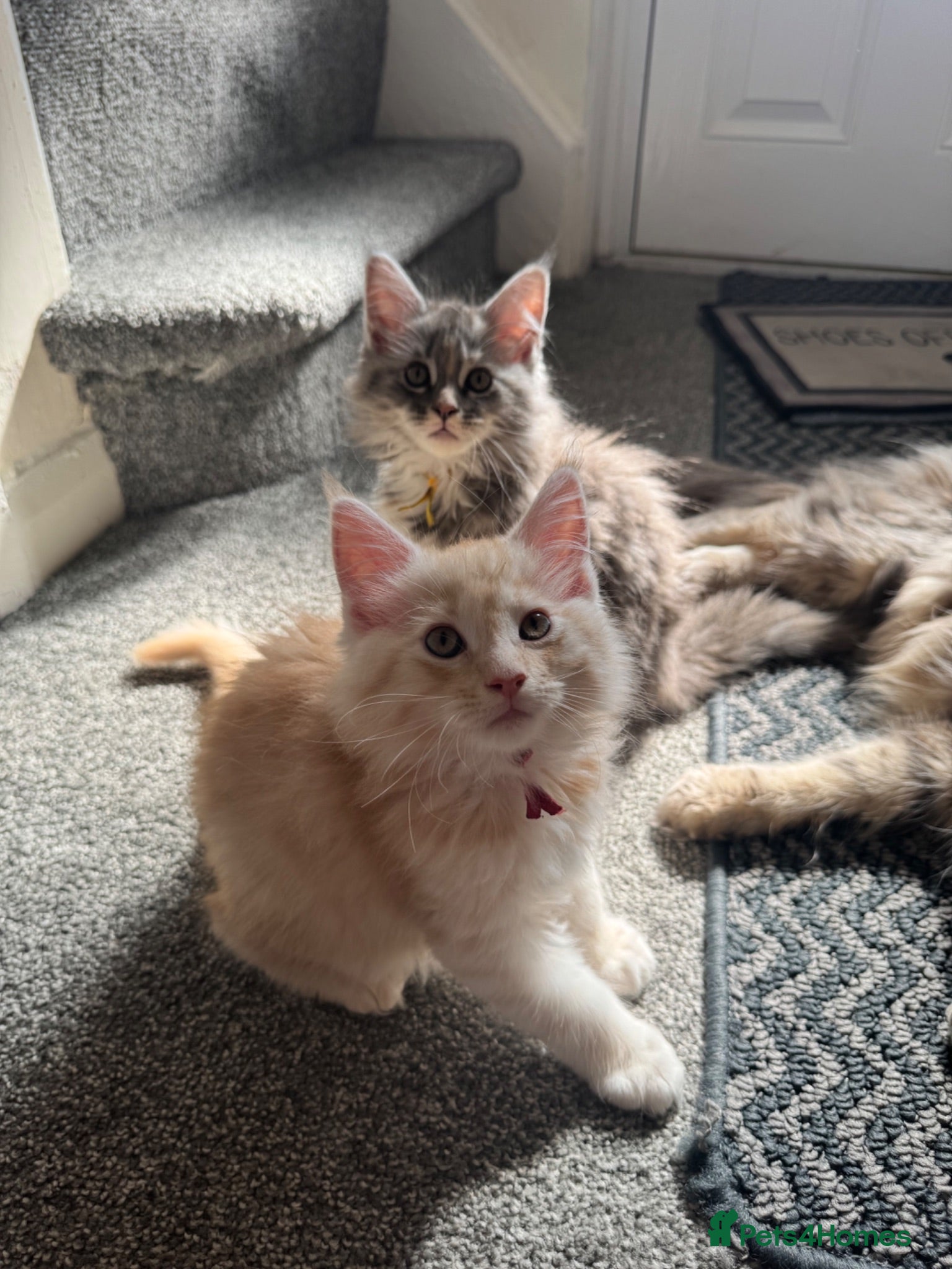 Maine Coon cats Pure mainecoon kittens DNA health tested parents.  - Advert 11
