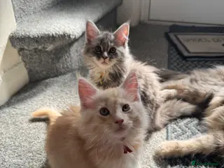 Maine Coon cats Pure mainecoon kittens DNA health tested parents. - Advert 11