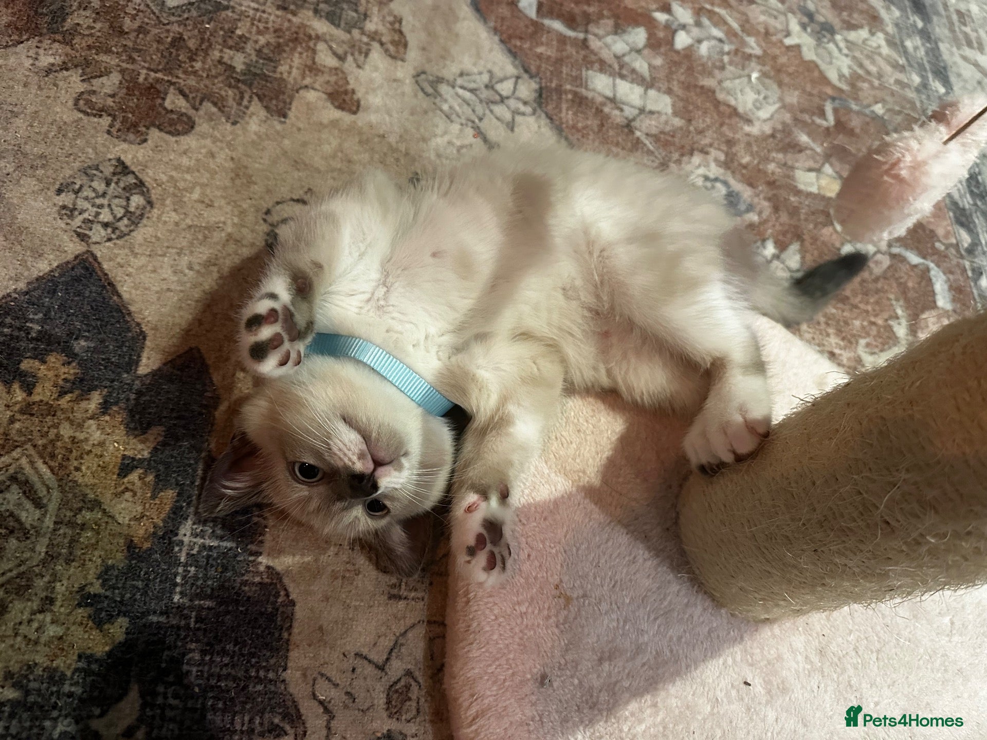 Scottish Fold cats Scottish fold and British shorthair kittens - Advert 1