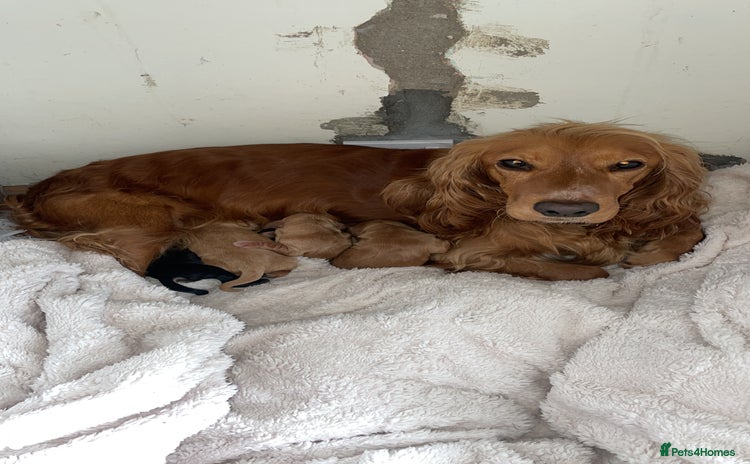 Cocker Spaniel dogs - Advert 3