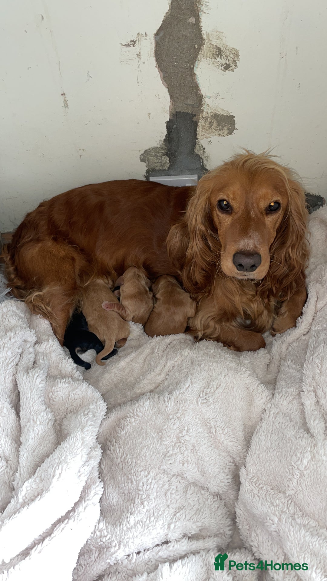 Cocker Spaniel dogs for sale: Cocker spaniels ( show type)  - Image 1