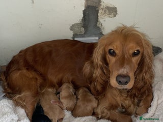 Cocker Spaniel dogs - Advert 17