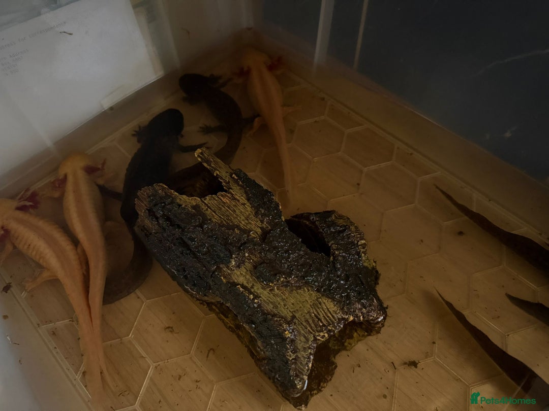 Axolotl reptiles for sale: Axolotl's looking for homes  - Image 4