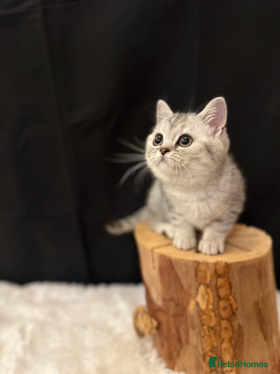 British Shorthair cats for sale: Silver Spotted Full Pedigree Registered BSH - Image 17