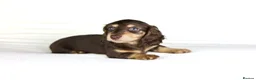 Miniature Dachshund dogs for sale: 2 Longhair chocolate and cream female’s  - Advert 3