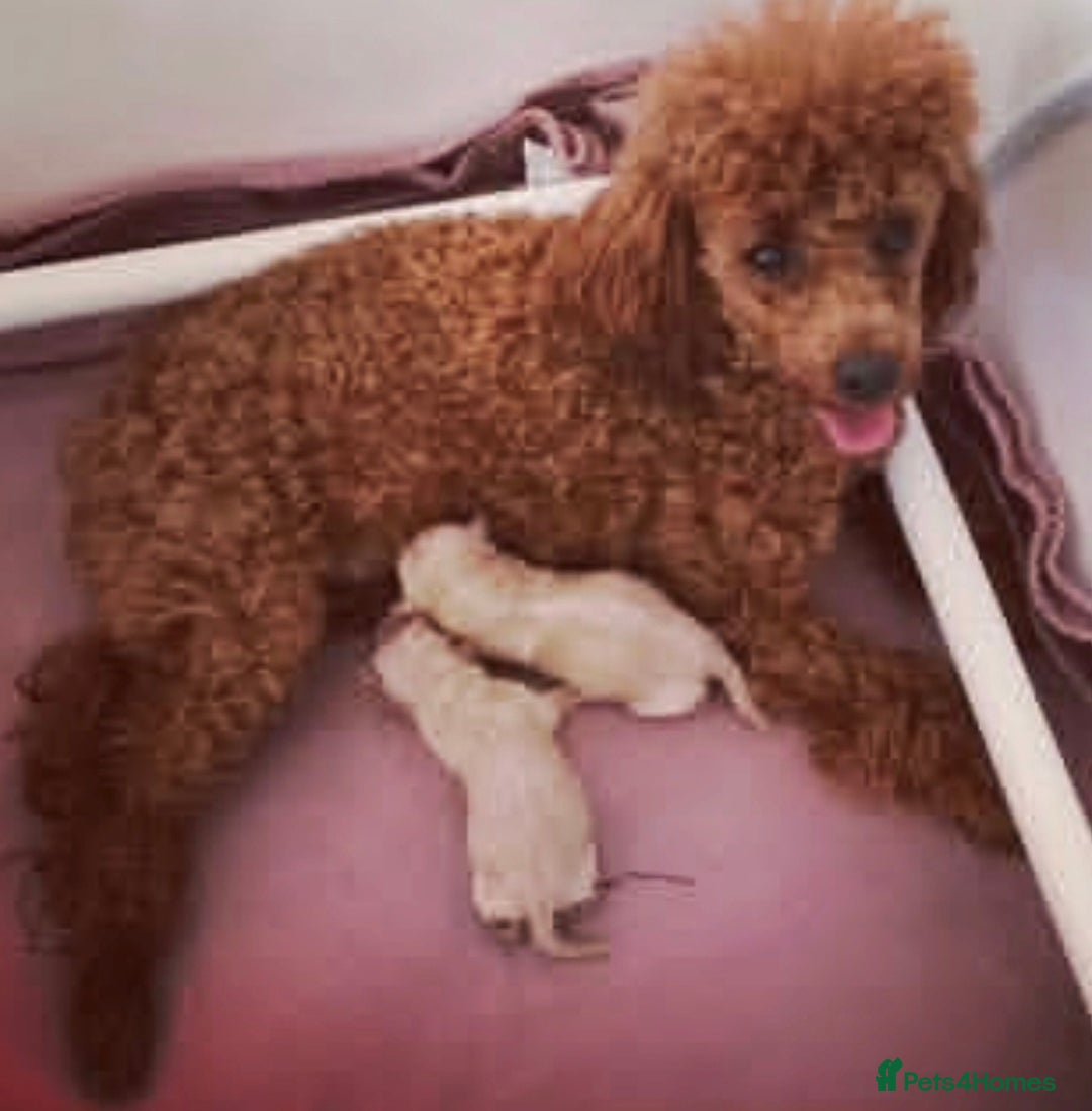 Toy Poodle dogs for sale: Beautiful kc toy poodles - Advert 9