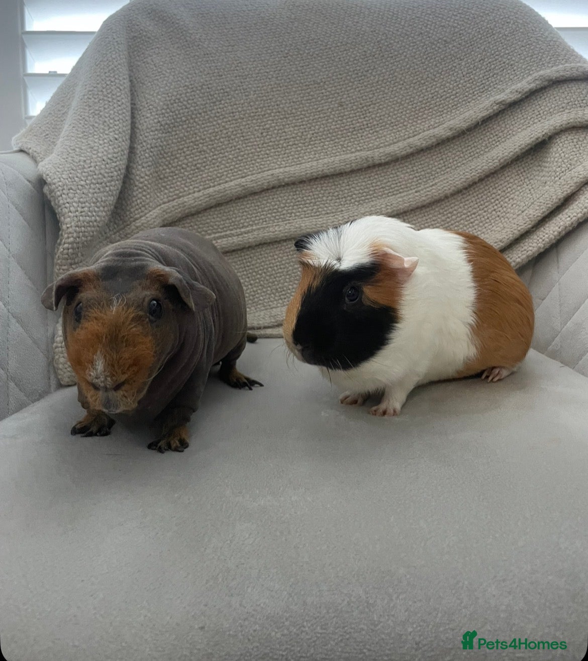 Guinea Pig rodents HOME NEEDED ASAP (one skinny pig & one guinea pig) - Advert 20
