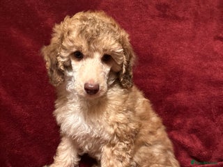 Toy Poodle dogs 💫🐩Extensively Health tested KC Toy Poodles 🐩💫 - Advert 3