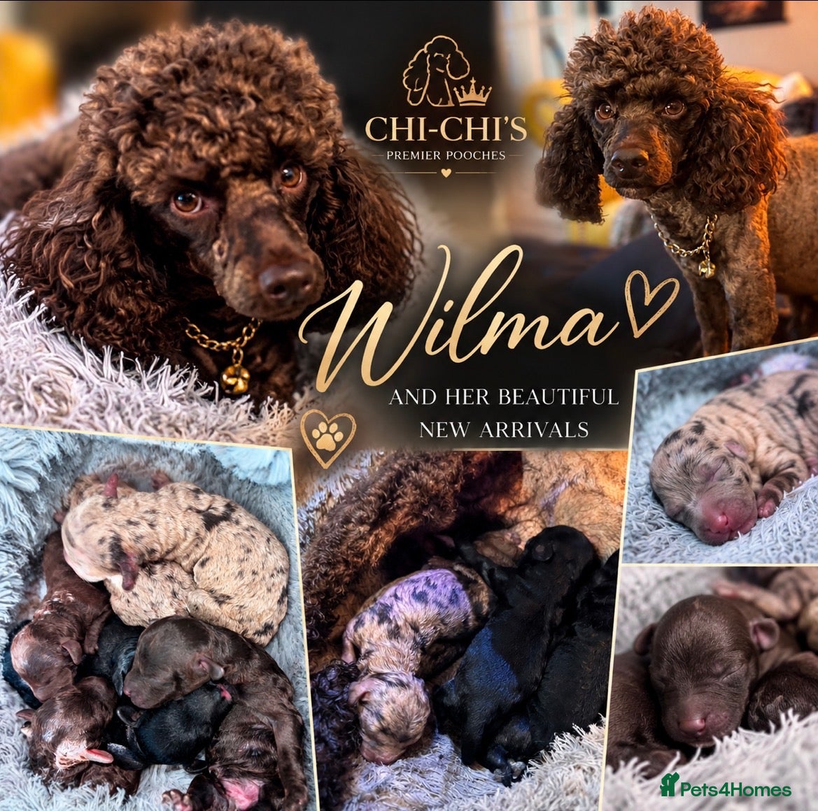 Miniature Poodle dogs WAITING LIST Miniature poodle waiting list - Advert 1