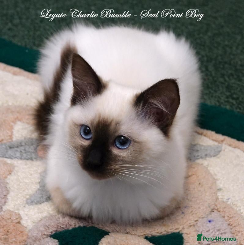 Ragdoll cats for sale: Quality GCCF Reg Ragdoll Kittens Ready Now - Advert 1