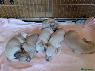 Whippet dogs Beautiful KC registered Whippet puppies! - Advert 1