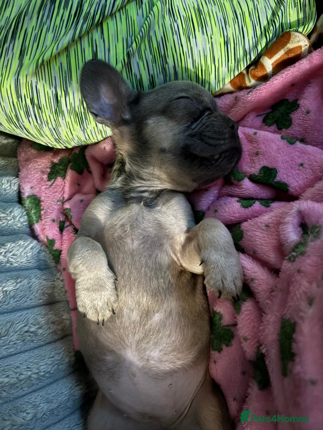 French Bulldog dogs for sale: French bulldog girl. Beautiful, 9 weeks old - Image 7