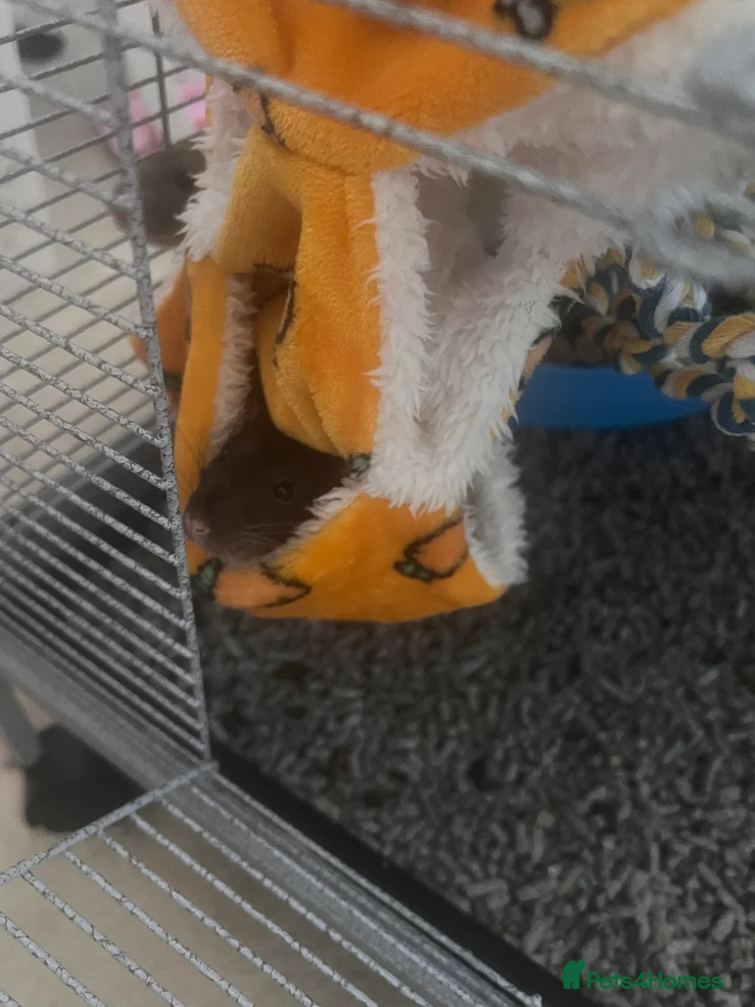 Rat rodents for sale: Brown female dumbo rat - Advert 4