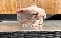 French Bulldog dogs for sale: French bulldog puppies  - Image 3