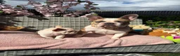French Bulldog dogs for sale: Stunning cream French bulldog - Advert 3