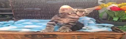 Bengal cats for sale: Stunning Bengal Kittens  - Advert 29
