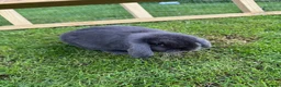 Mini Lop rabbits for sale: Pure Bred Mini Lop Buck  in Waterlooville - Advert 2