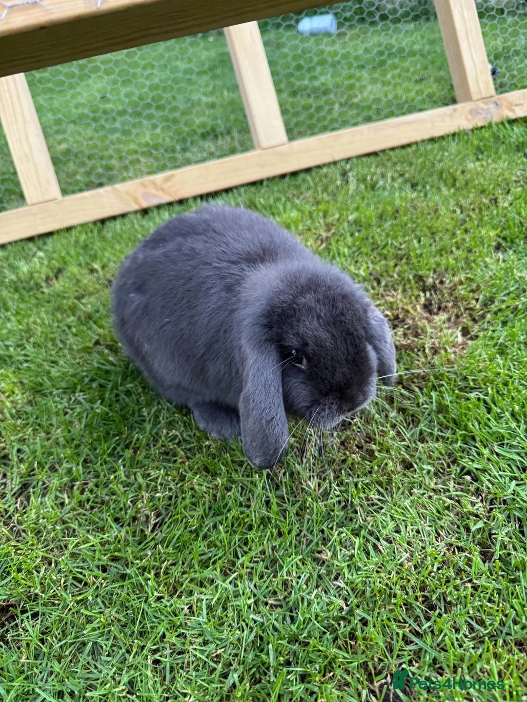 Mini Lop rabbits for sale: Pure Bred Mini Lop Buck  in Waterlooville - Advert 2