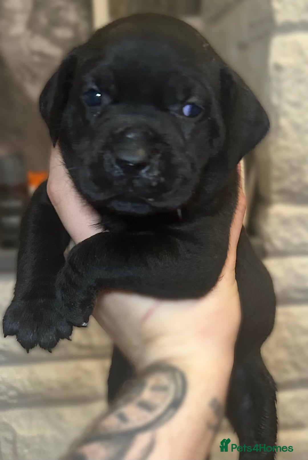 Mixed Breed dogs for sale: Cane Corse X puppies  - Image 4