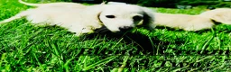 Miniature Dachshund dogs for sale: Cream/blonde long hair kc reg miniature dachshund  - Advert 20