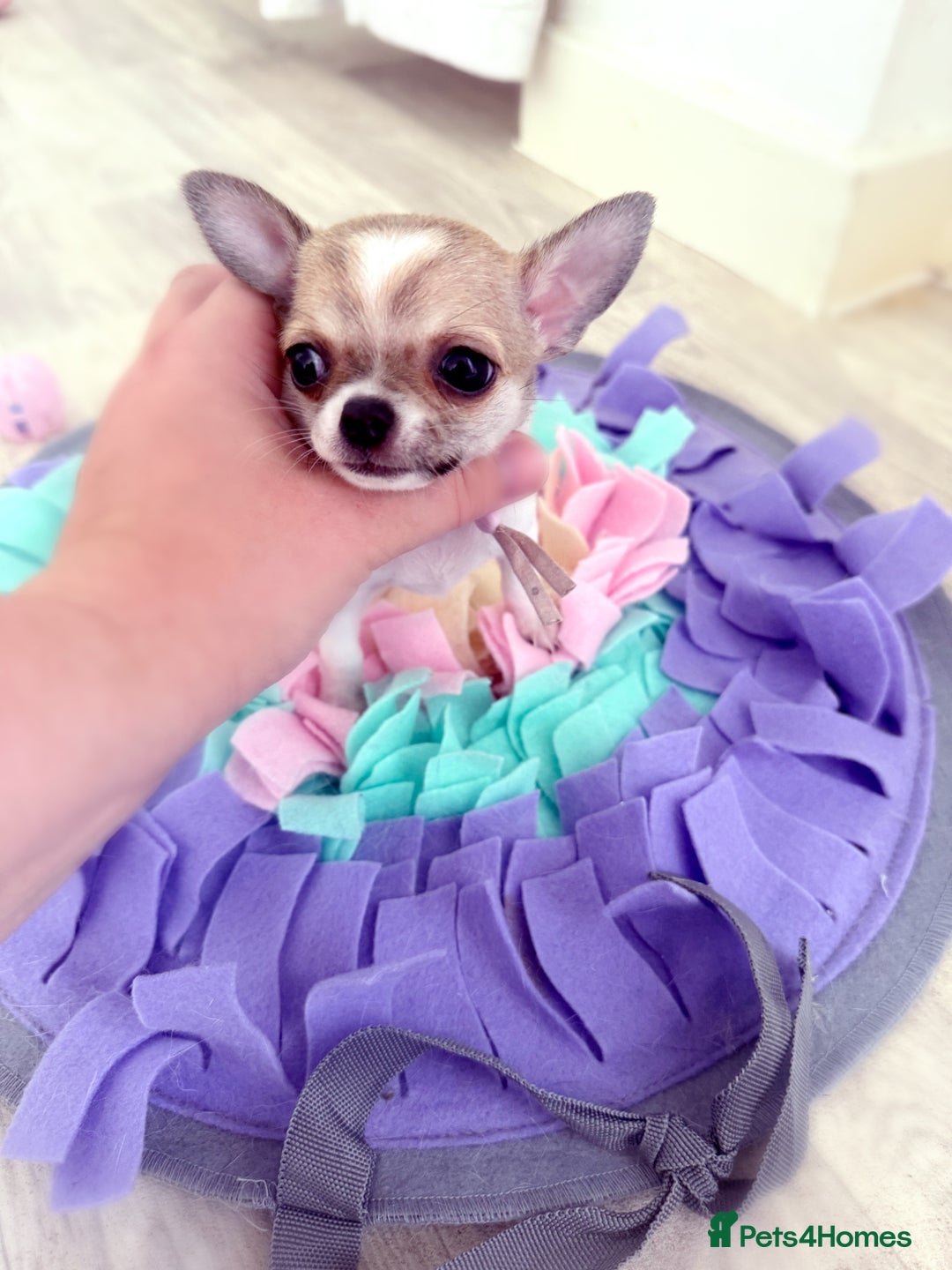 Chihuahua dogs for sale:  Beautiful pedigree chihuahua puppies KC champions - Image 12
