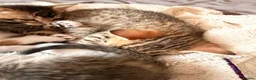 Bengal cats for sale: Bengal x Tabby kittens in Weymouth - Advert 7