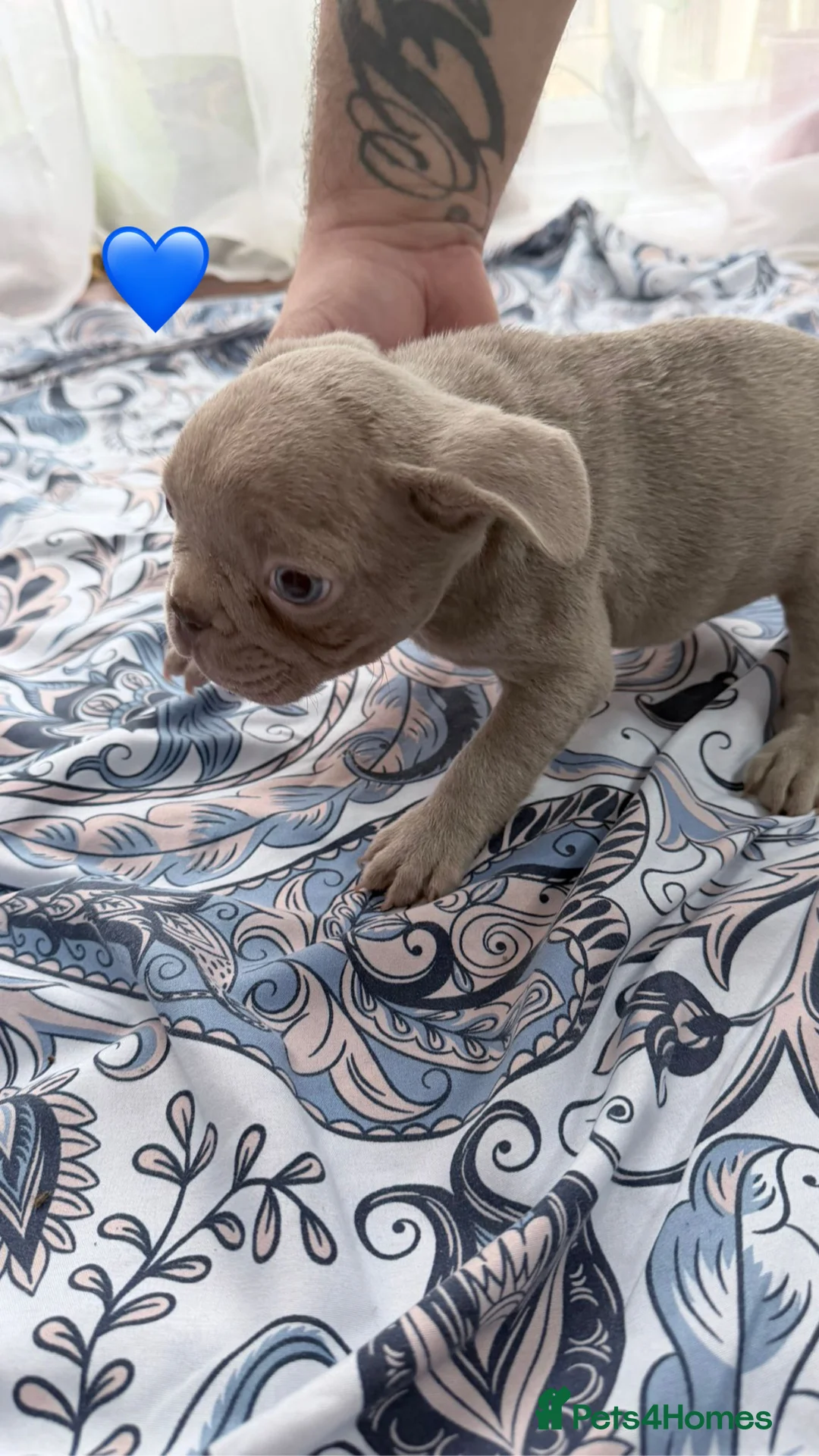 French Bulldog dogs for sale: FrenchBulldog Puppies Ready forTheirForeverHomes🐾 - Advert 24