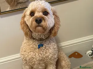 Cavapoo dogs Beautiful/Well trained Cavapoo-Loving Home Needed - Advert 3