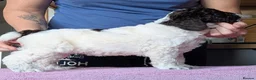 Spanish Water Dog dogs for sale: Spanish water dog  - Advert 5