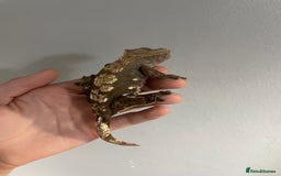 Gecko reptiles for sale: baby crested gecko and females - Image 5
