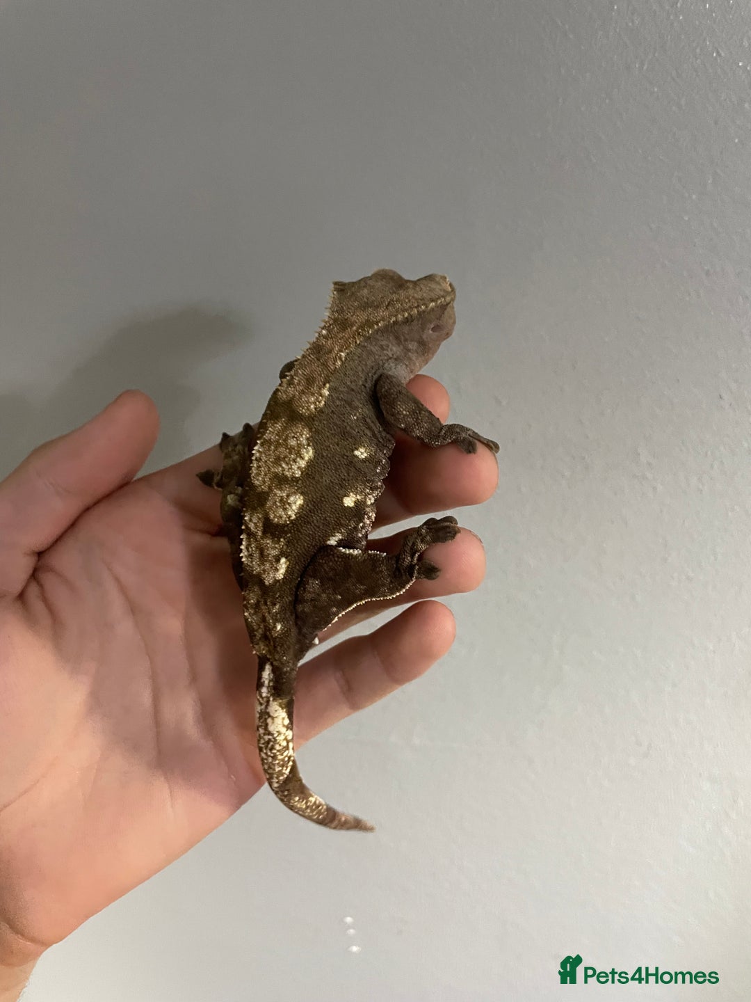 Gecko reptiles for sale: baby crested gecko and females - Image 5