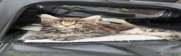 Maine Coon cats for sale: READY NOW⭐️ Tica Maincoon kittens  - Advert 18