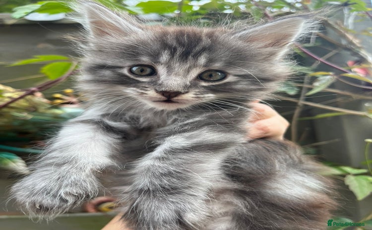 Maine Coon cats - Advert 14
