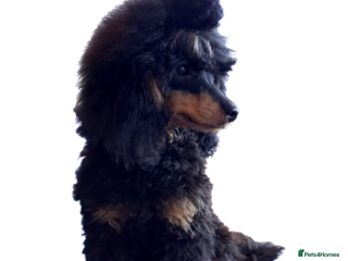 Toy Poodle dogs PRA Clear,Kc reg,proven toy poodle in Manchester - Advert 12
