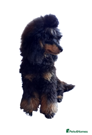Toy Poodle dogs in Manchester - Advert 6