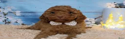 Cavapoo dogs for sale: Red cavapoos in Baldock - Advert 6