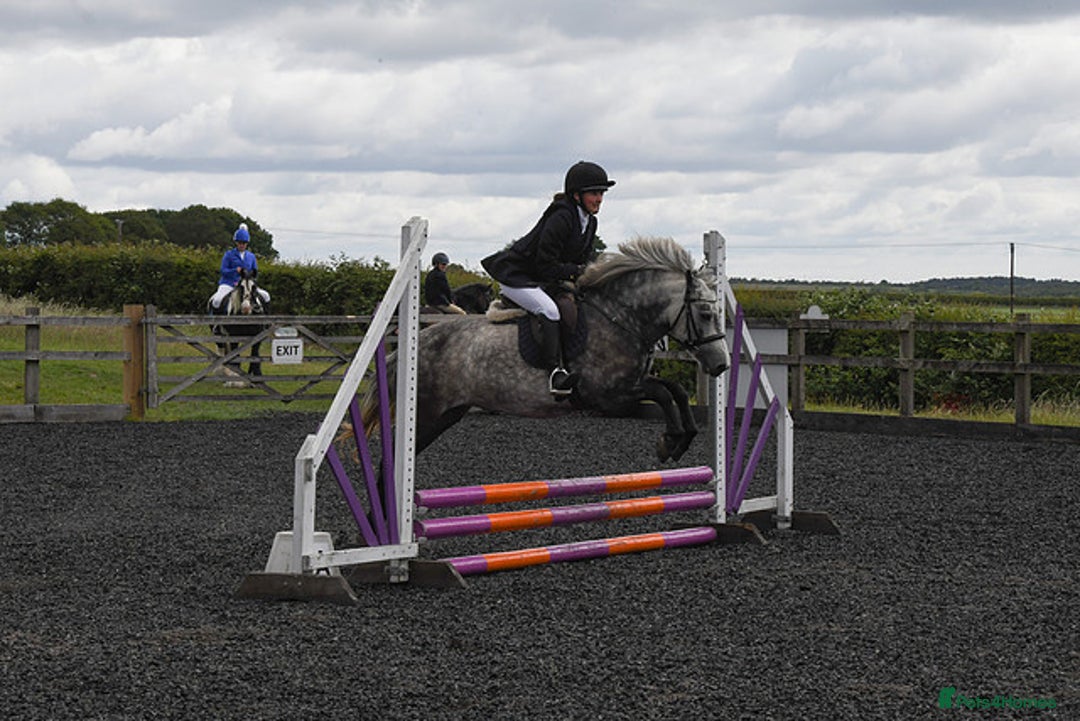 Dartmoor horses for sale: Winter Merry legs - perfect pony club pony - Image 5