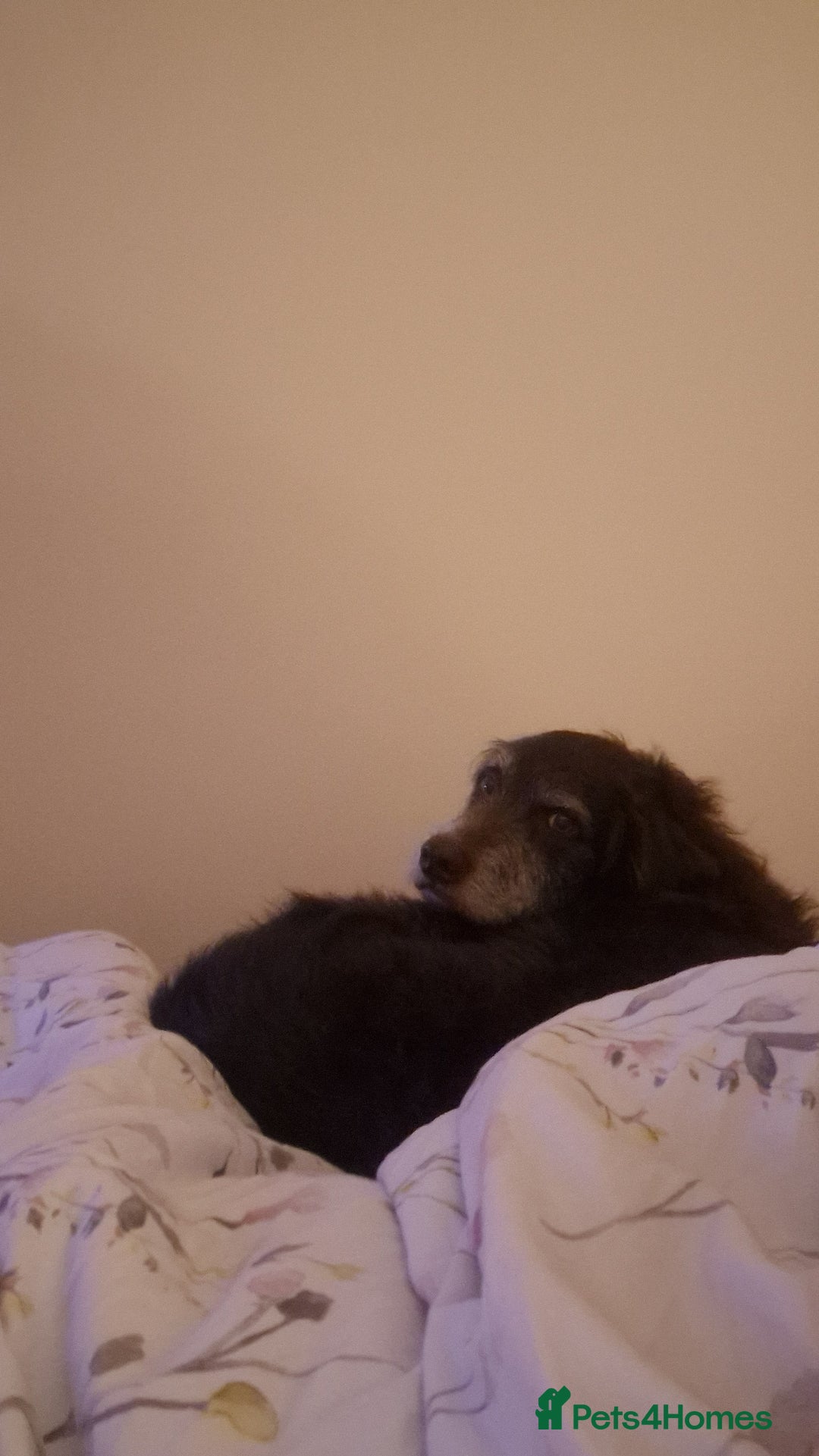 Mixed Breed dogs for sale: Dog for rehoming - Advert 2