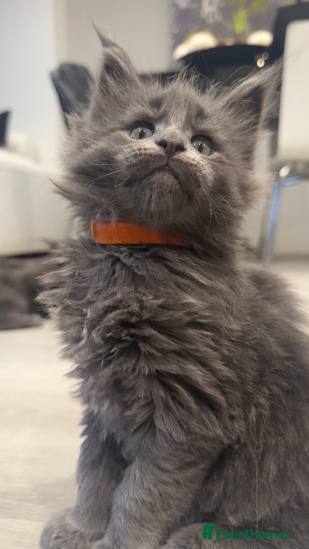 Maine Coon cats for sale:  Gccf registered Main Coon Kittens  - Image 13