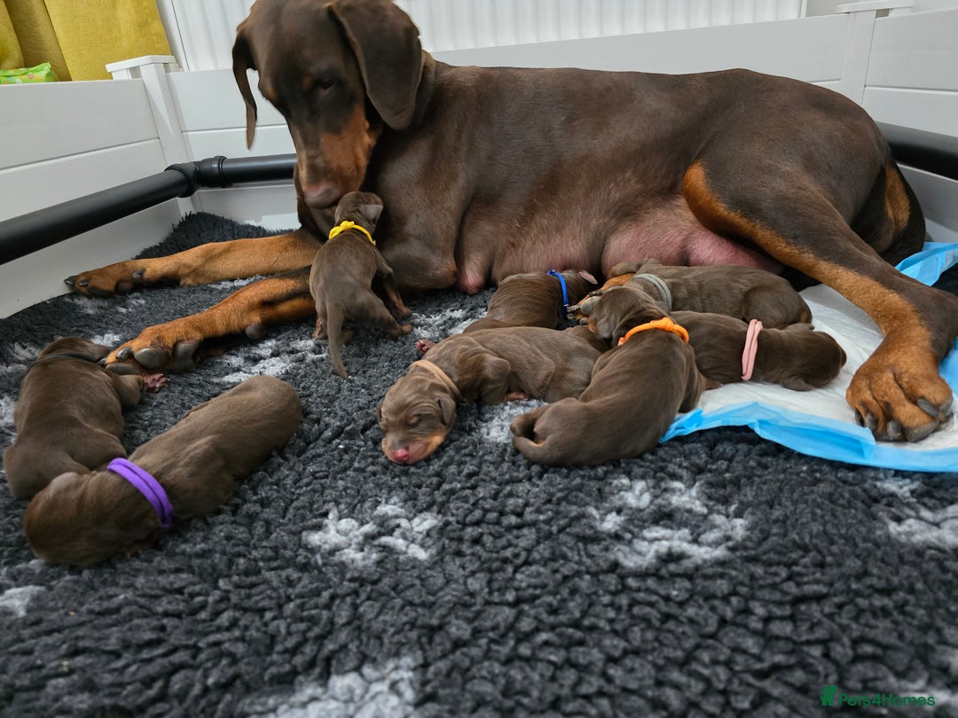 Dobermann dogs for sale: *HEALTH TESTED,HOME REARED,STUNNING DOBERMAN PUPS - Image 18