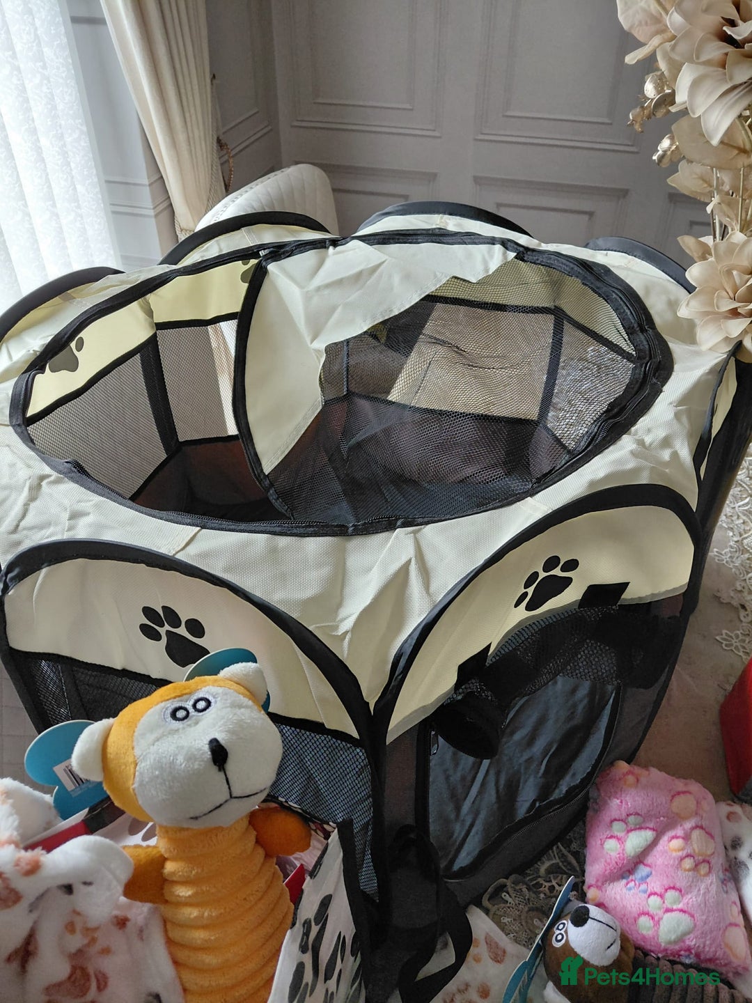 Jackapoo dogs for sale: Stunning Litter F1 JACKAPOO + Big Puppy Pack  - Image 16