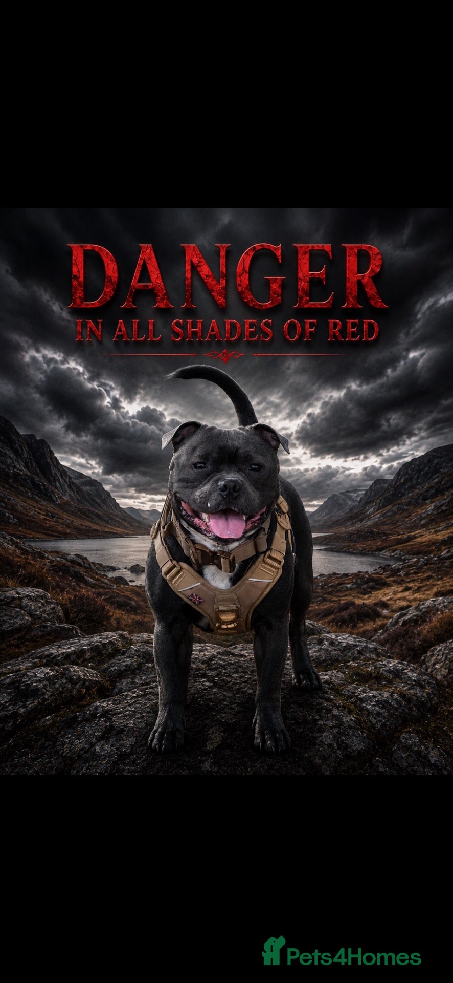 Staffordshire Bull Terrier dogs ZIGGY AVAILABLE FOR STUD HANDSOME PEDIGREE SBT - Advert 1