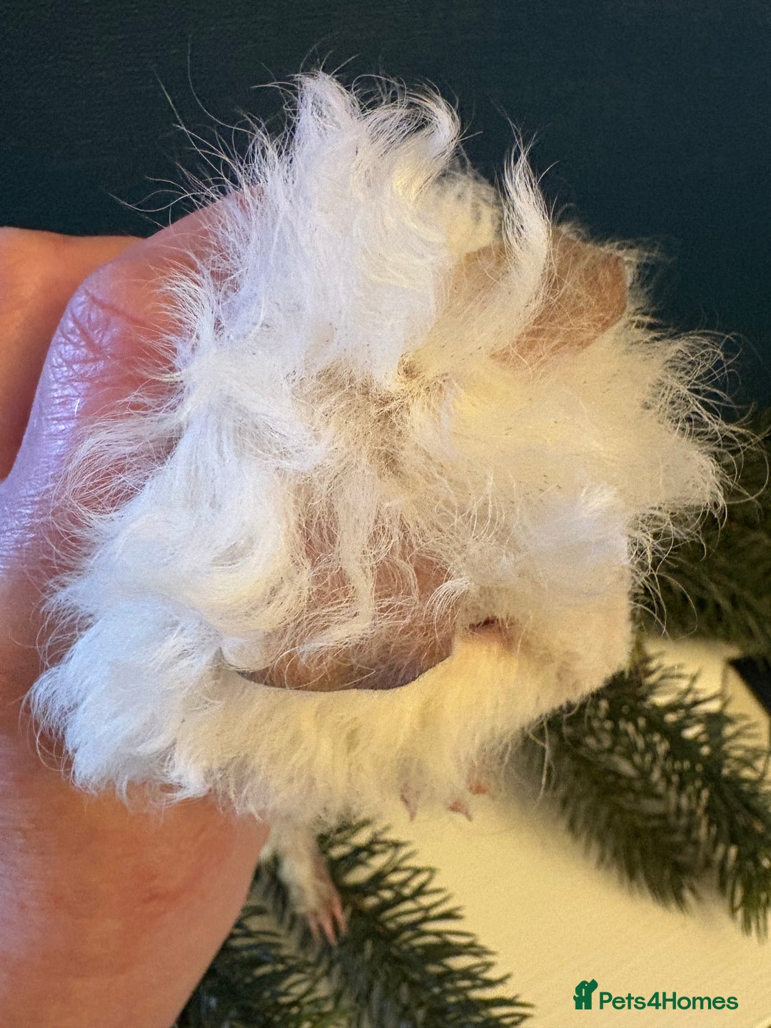 Guinea Pig rodents for sale: Himalayan Lunkarya boar  - Advert 2