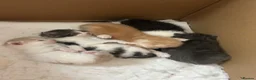 Mixed Breed cats for sale: Beautiful kittens looking for 5* homes  - Advert 9