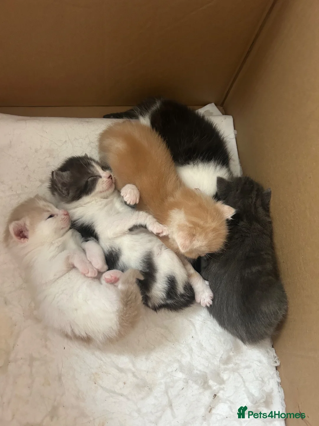 Mixed Breed cats for sale: Beautiful kittens looking for 5* homes  - Advert 9